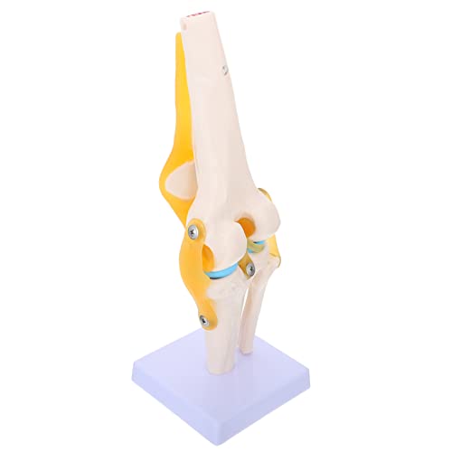LIFKOME Anatomisches Lehrmodell für Medizinische Schulungen Zeigt Flexion Rotation für Studium Krankheitsverständnis LIFKOME Anatomisches Lehrmodell für Medizinische Schulungen Zeigt Flexion Rotation für Studium Krankheitsverständnis von LIFKOME