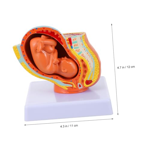 LIFKOME Anatomisches Weibliches Uterusmodell PVC Vollständiges Neungängiges Schwangerschafts fötusmodell für Medizinische Ausbildung Lehrmittel für Klinik und Schule LIFKOME Anatomisches Weibliches Uterusmodell PVC Vollständiges Neungängiges Schwangerschafts fötusmodell für Medizinische Ausbildung Lehrmittel für Klinik und Schule von LIFKOME
