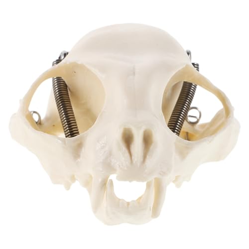 LIFKOME Realistisches Anatomisches Katzenschädel-skelettmodell Für Den Naturwissenschaftlichen Unterricht, Halloween-dekoration, Sammlerstücke, Lehrrequisiten, Heimdekoration LIFKOME Realistisches Anatomisches Katzenschädel-skelettmodell Für Den Naturwissenschaftlichen Unterricht, Halloween-dekoration, Sammlerstücke, Lehrrequisiten, Heimdekoration von LIFKOME