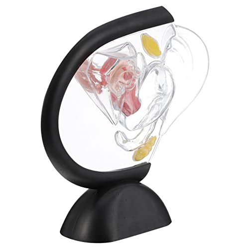 LIFKOME Transparentes Uterus Modell aus Hochwertigem Anatomisches Lernmodell für Ärzte Krankenschwestern und Studenten für und Fortpflanzungssystem von LIFKOME