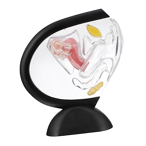 LIFKOME Transparentes Uterusmodell aus Robustem PVC Anatomisches Weibliches Fortpflanzungsorgan modell Sichtbare Uterusstruktur für Medizinische Lehre Kompakt und Leicht Tragbar für von LIFKOME