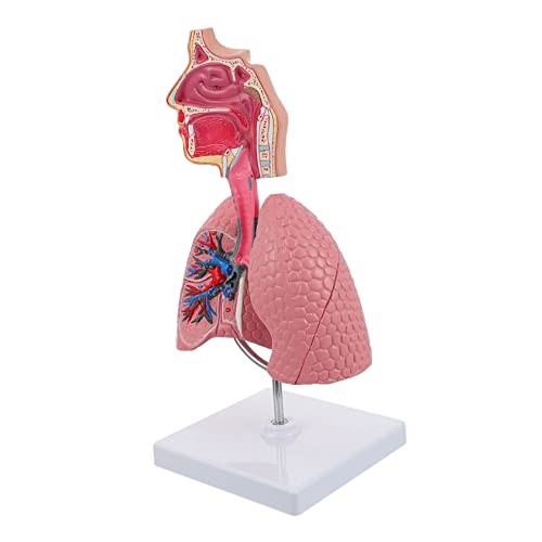 LIGIGWASH 1Stück Atemwegsmodell für Medizinische Lehre Anatomisches Modell Des Menschlichen Atemsystems für Schule Labor aus Hochwertigem Gefertigt Anschauliche Darstellung LIGIGWASH 1Stück Atemwegsmodell für Medizinische Lehre Anatomisches Modell Des Menschlichen Atemsystems für Schule Labor aus Hochwertigem Gefertigt Anschauliche Darstellung von LIGIGWASH