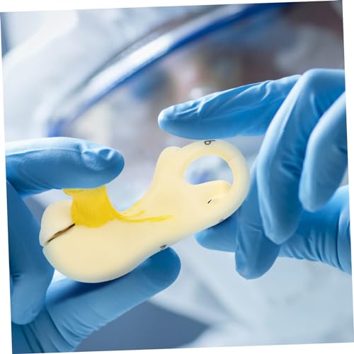 LIGIGWASH Anatomisches Innenohrmodell aus Leichtem Detailgetreues Ohrstrukturmodell für Medizinische Lehre und Anatomische Studien Handliches Ohrmodell zur Unterrichtsdemonstration LIGIGWASH Anatomisches Innenohrmodell aus Leichtem Detailgetreues Ohrstrukturmodell für Medizinische Lehre und Anatomische Studien Handliches Ohrmodell zur Unterrichtsdemonstration von LIGIGWASH