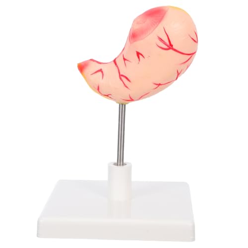 LIGIGWASH Anatomisches Magenmodell Stabiles Detailgetreues Stomach Training Model für Medizinische Ausbildung und Forschung Leicht Montierbares Lehrmodell mit Präziser Darstellung der LIGIGWASH Anatomisches Magenmodell Stabiles Detailgetreues Stomach Training Model für Medizinische Ausbildung und Forschung Leicht Montierbares Lehrmodell mit Präziser Darstellung der von LIGIGWASH