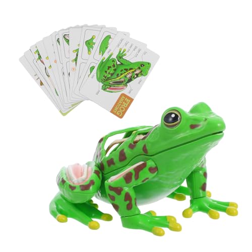 LIGIGWASH Froschmodell Lebensechter Frosch Realistische Froschstimulation Froschspielzeug Froschanatomie Puzzle Für Froschbadespielzeug Froschpuzzle Frosch Sezierset Sezierset Für LIGIGWASH Froschmodell Lebensechter Frosch Realistische Froschstimulation Froschspielzeug Froschanatomie Puzzle Für Froschbadespielzeug Froschpuzzle Frosch Sezierset Sezierset Für von LIGIGWASH