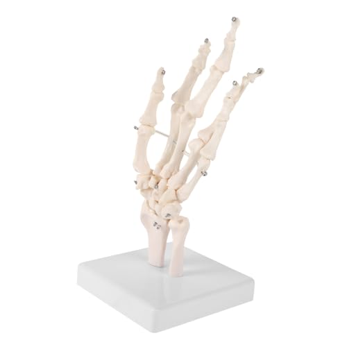 LIGIGWASH Handknochenmodell Medizinisch Realistisches Menschliches Handskelett Langlebiges Anatomisches Modell für Medizinische Lehre und Gelenkstudien Robust und Präzise für Unterricht und von LIGIGWASH
