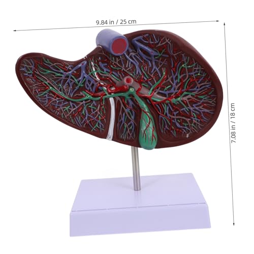 LIGIGWASH Medizinisches Lebermodell mit Sockel Anatomisches Menschliches Lebermodell Detailgetreues Lehrmodell für Unterricht und Patientenkommunikation Realistisches Körpermodell für LIGIGWASH Medizinisches Lebermodell mit Sockel Anatomisches Menschliches Lebermodell Detailgetreues Lehrmodell für Unterricht und Patientenkommunikation Realistisches Körpermodell für von LIGIGWASH