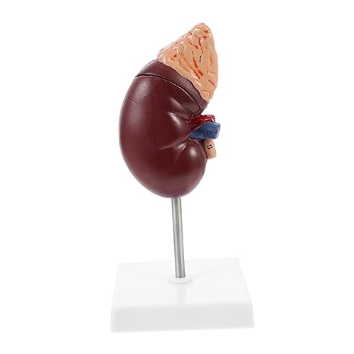 LIGIGWASH Menschliches Modell für Schul und Krankenhausunterricht Langlebig aus Hochwertigem für Anatomische Demonstrationen und Physische Gesundheitsbildung LIGIGWASH Menschliches Modell für Schul und Krankenhausunterricht Langlebig aus Hochwertigem für Anatomische Demonstrationen und Physische Gesundheitsbildung von LIGIGWASH