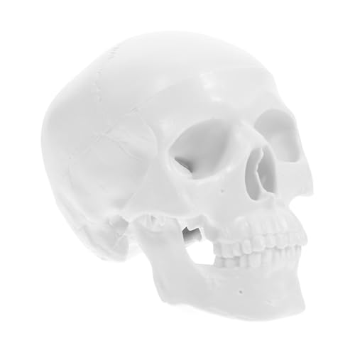 LIGIGWASH Mini Menschlicher Schädel Modell Weiß Abnehmbar Anatomisches Schädelmodell Für Studium Zeichnen Halloween Dekoration Medizinisches Lernwerkzeug LIGIGWASH Mini Menschlicher Schädel Modell Weiß Abnehmbar Anatomisches Schädelmodell Für Studium Zeichnen Halloween Dekoration Medizinisches Lernwerkzeug von LIGIGWASH