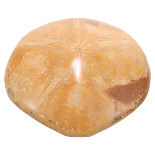 LIGIGWASH Natürliches Seestern Fossilien Sammlung für Schule und Echtes Paleontologisches Meerestier Präparat Robustes Lehrzubehör für Archäologie und Mineralien Fans LIGIGWASH Natürliches Seestern Fossilien Sammlung für Schule und Echtes Paleontologisches Meerestier Präparat Robustes Lehrzubehör für Archäologie und Mineralien Fans von LIGIGWASH
