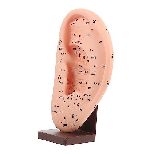 LIGIGWASH Ohr Akupunkturmodell mit Sockel Realistisches Ohr Akupunkturpunkt Lehrmodell für Reflexzonenmassage Anatomisches Ohrmodell zur Ausbildung und Massagepunkt Erklärung LIGIGWASH Ohr Akupunkturmodell mit Sockel Realistisches Ohr Akupunkturpunkt Lehrmodell für Reflexzonenmassage Anatomisches Ohrmodell zur Ausbildung und Massagepunkt Erklärung von LIGIGWASH