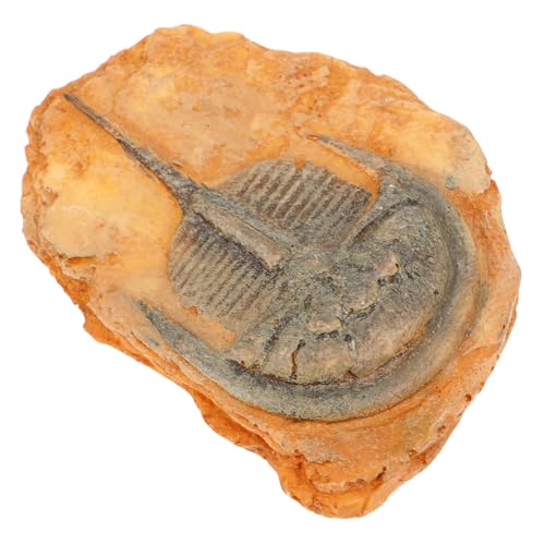 LIGIGWASH Paläontologisches Insektenexemplar aus Resin Dekorativ und Langlebig Handliches Fossilienornament für Sammler und Lehrzwecke Kompakt und Sicher für Innen und Außendekoration LIGIGWASH Paläontologisches Insektenexemplar aus Resin Dekorativ und Langlebig Handliches Fossilienornament für Sammler und Lehrzwecke Kompakt und Sicher für Innen und Außendekoration von LIGIGWASH