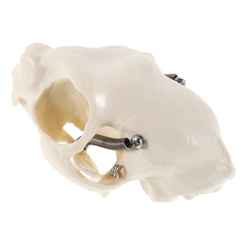 LIGIGWASH Realistisches Katzenschädel Skelettmodell Detailgetreues Anatomisches Tiermodell für Unterricht Halloween Dekoration Kompakt Langlebig für Heim und Klassenzimmerdisplay von LIGIGWASH