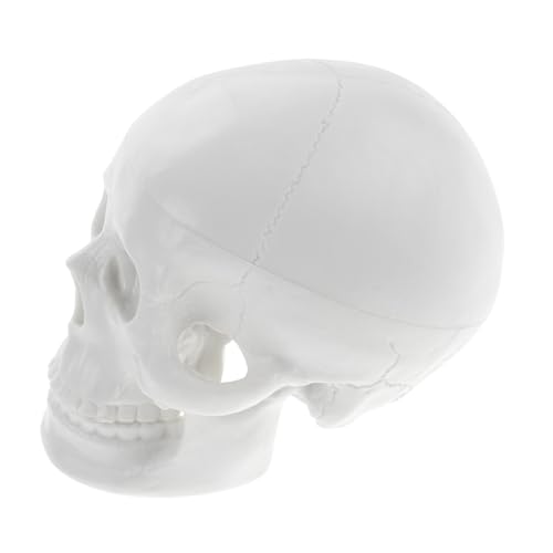 LIGIGWASH Realistisches Kleines Schädelmodell für Künstler mit Detaillierter Anatomie für Zeichnung Unterricht und Halloween dekoration Leicht Transportierbar für Schreibtisch und Sammlung von LIGIGWASH