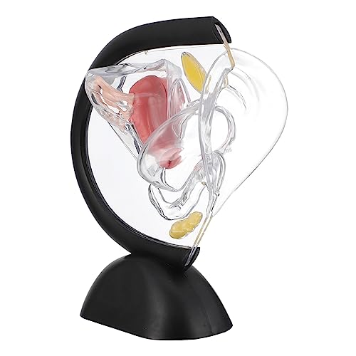 LIGIGWASH Transparentes Medizinisches Uterusmodell aus Hochwertigem PVC Sichtbare Weibliche Fortpflanzungsorgane Pädagogisches Gebärmutter Strukturmodell für Ärzte Pflegepersonal und LIGIGWASH Transparentes Medizinisches Uterusmodell aus Hochwertigem PVC Sichtbare Weibliche Fortpflanzungsorgane Pädagogisches Gebärmutter Strukturmodell für Ärzte Pflegepersonal und von LIGIGWASH
