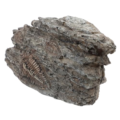 LIGIGWASH Trilobiten Dekoration aus Resin Paläontologisches Exemplar Leicht und Kompakt für Heimdekoration für Freunde und Familie LIGIGWASH Trilobiten Dekoration aus Resin Paläontologisches Exemplar Leicht und Kompakt für Heimdekoration für Freunde und Familie von LIGIGWASH