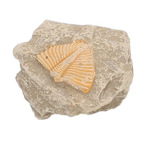 LIGIGWASH Trilobitenfossil Antikes Lebewesen Realistisches Fossilienmodell Dekoration Für Sammler Lehrmaterial Zufällige Form Farbe Für Fossilienliebhaber LIGIGWASH Trilobitenfossil Antikes Lebewesen Realistisches Fossilienmodell Dekoration Für Sammler Lehrmaterial Zufällige Form Farbe Für Fossilienliebhaber von LIGIGWASH
