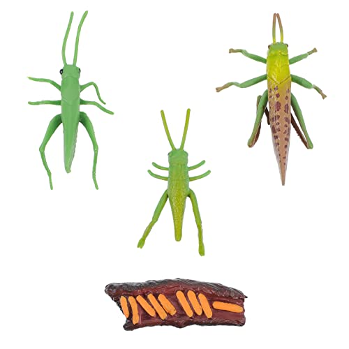LIOOBO 1Satz Insektenmodell Realistische Cricket Wachstumsmodelle Phasen des Lebenszyklus Hochwertige Bauernhofdekoration Für Lernen Für Bildungszwecke LIOOBO 1Satz Insektenmodell Realistische Cricket Wachstumsmodelle Phasen des Lebenszyklus Hochwertige Bauernhofdekoration Für Lernen Für Bildungszwecke von LIOOBO