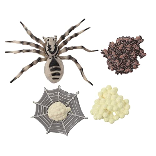 LIOOBO 1Satz Tarantula Modell Realistisches Insekten Wachstumszyklus für Lebenszyklus Figur Fantasie Dekoration aus Umweltfreundlichen Materialien Gefertigt LIOOBO 1Satz Tarantula Modell Realistisches Insekten Wachstumszyklus für Lebenszyklus Figur Fantasie Dekoration aus Umweltfreundlichen Materialien Gefertigt von LIOOBO