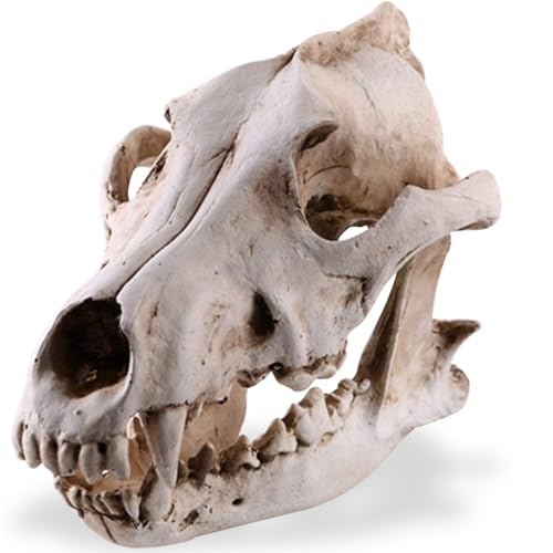 LIXSAZSE Resin Skull Skeleton Head Coyote Wolf Taxidermy Model Cabin Table for Party Halloween von LIXSAZSE