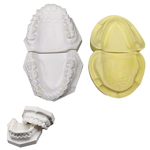2 Stück Pflaster-Zahnmodell – Hochsimuliertes Putzzahnmodell – simulierte Mundzahnform für den Zahnunterricht und das Studium von LKYLVEE