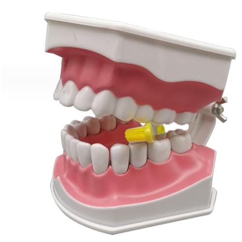 LKYLVEE 2 mal Vergrößerer Zähne Lehrmodell - Dental Teaching Zahnmodell - für Zahnarzt Lehrtraining Werkzeug Kinder Zahn Bürsten Spielzeug von LKYLVEE