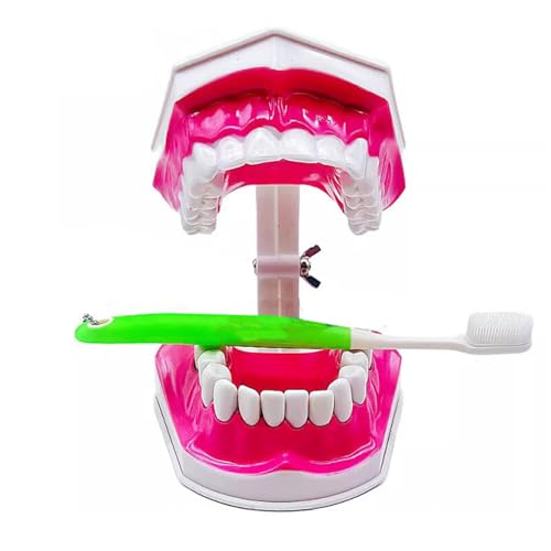 2-mal großes Zahntypodont-Modell – Zahnseide zum Üben von Zahnseide – für Kinder, Zahnschüler, Zahnunterricht, mit Zahnbürste von LKYLVEE