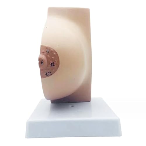 Anatomisches Modell der weiblichen Brust - Simulation des visuellen anatomischen Modells der menschlichen Brust - Medizinisches Lehrmodell der Bruststruktur von Frauen (Ruhe) von LKYLVEE