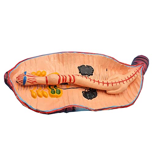 Anatomisches Regenwurm-Modell – Englared Animal Anatomy Modell Regenwurm Modell – für Biologieunterricht Forschungswerkzeug Anatomisches Regenwurm-Modell – Englared Animal Anatomy Modell Regenwurm Modell – für Biologieunterricht Forschungswerkzeug von LKYLVEE
