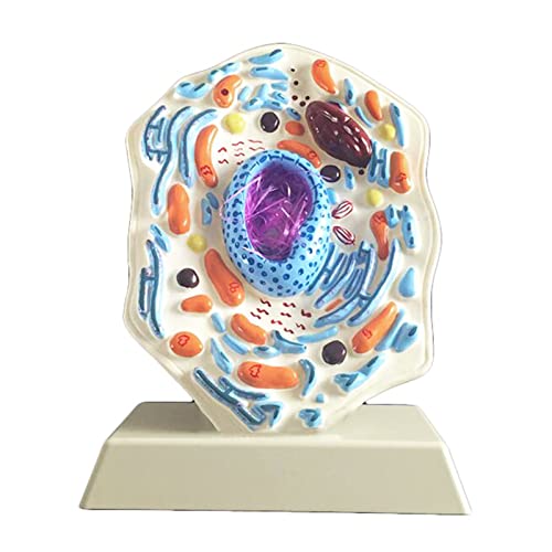 Animal Anatomy Cell Modell – dünnes Brustmodell – für Zuhause Vorschule Lehrmittel Animal Anatomy Cell Modell – dünnes Brustmodell – für Zuhause Vorschule Lehrmittel von LKYLVEE