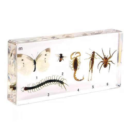 Arthropoden-Exemplar aus Kunstharz – echte Insektenentwicklung und Wachstumsgeschichte – für Biologie, Anatomie, Wissenschaft, Bildung, Lehrmittel Arthropoden-Exemplar aus Kunstharz – echte Insektenentwicklung und Wachstumsgeschichte – für Biologie, Anatomie, Wissenschaft, Bildung, Lehrmittel von LKYLVEE