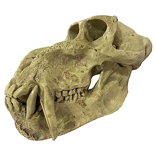 Baboon Schädel Modell Exemplare Simulation Tier Schädel Modell Harz Affe Orang-Utan Schädel Modell Halloween Party Dekor Baboon Schädel Modell Exemplare Simulation Tier Schädel Modell Harz Affe Orang-Utan Schädel Modell Halloween Party Dekor von LKYLVEE