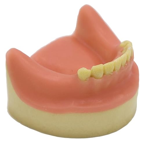 Dental Teeth Study Teaching Model Simulated Cancellous Bone Implantat Model for Teeth Implant Practice Study (Kiefer mit Zahnfleisch) von LKYLVEE