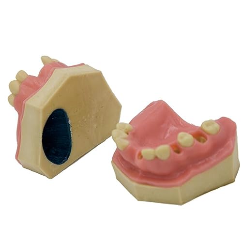 Dental Teeth Study Teaching Model Simulated Cancellous Bone Implantat Model for Teeth Implant Practice Study (mandible) von LKYLVEE