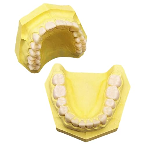 Dental Training Mund Pflaster Ober- und Unterkiefer Modell Gipsbasis Harz Zahn Dental Modell für Studium Lehre (gelb) von LKYLVEE