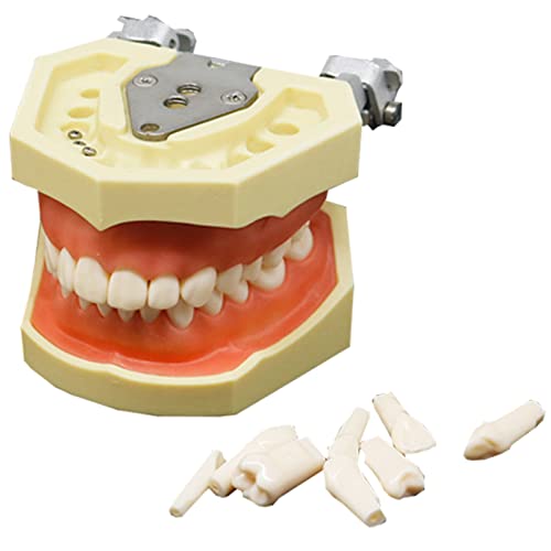 Dental Typodont Zähnemodell – Zahn-Modell – zum Üben von Restaurierungstechniken, kommt mit einem kleinen Schraubendreher (mit 32 abnehmbaren Zähnen) von LKYLVEE