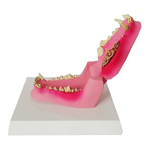 Dog Dentition Modell – Dog Dental Teeth Modell – Clear Canine Dental Modell Tier Körper Anatomie Replik Hund Kiefer Zähne (A) von LKYLVEE