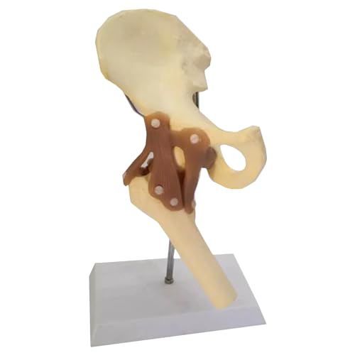 Funktionelles Hüftgelenkmodell - Anatomisches Hüftgelenk mit Bändern Modell - Menschliches 1:1 Lebensgröße, für Wissenschaft Klassenzimmer Studium, Display Lehre Funktionelles Hüftgelenkmodell - Anatomisches Hüftgelenk mit Bändern Modell - Menschliches 1:1 Lebensgröße, für Wissenschaft Klassenzimmer Studium, Display Lehre von LKYLVEE