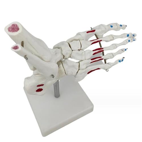 Fußknochen Skelett Modell - Sprunggelenk Fuß Knochenstruktur Medizinisches Lehrmodell - für Orthopädie Lehre von Fußknochen, Fibel und Phalanx (A) von LKYLVEE