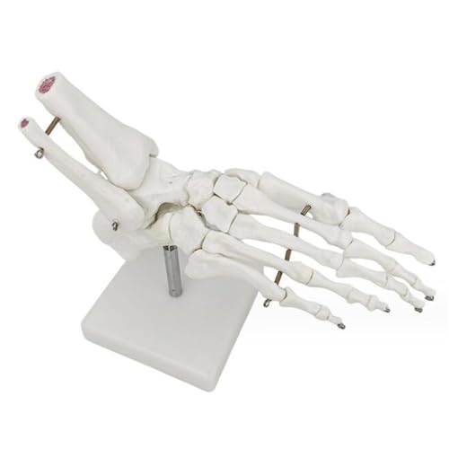 Fußknochen Skelett Modell Sprunggelenk Fuß Knochenstruktur Medizinisches Lehrmodell für Orthopädie Lehre von Fußknochen, Fibel und Phalanx (B) von LKYLVEE