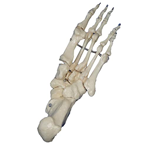 Fußknöchelmodell – menschliches Fußknöchelgelenkmodell – Lebensgroßes menschliches Skelett-Zehenfußmodell für den Unterricht in medizinischer Erklärung (B) von LKYLVEE