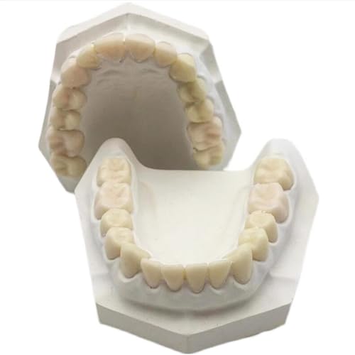 Gipsbasis Harz Dental Modell - 28 Zähne Vorbereitung Praxis Modell - Harz Zahn Dental Modell für Studium Lehre von LKYLVEE