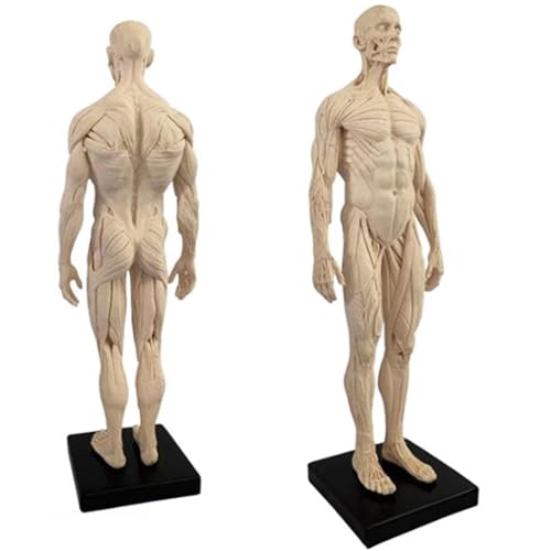 Human Anatomical Model - 11 Inch Human Anatomy Figure - Ecorche and Skin Skull Head Body Muscle Bone Resin Model for Teaching and Education (B) von LKYLVEE