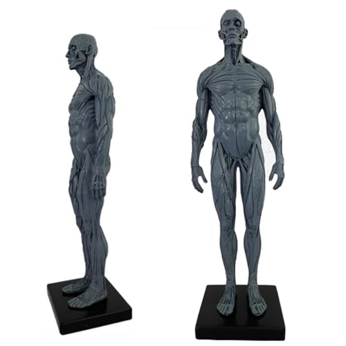 Human Anatomical Model - 11 Inch Human Anatomy Figure - Ecorche and Skin Skull Head Body Muscle Bone Resin Model for Teaching and Education (D) von LKYLVEE