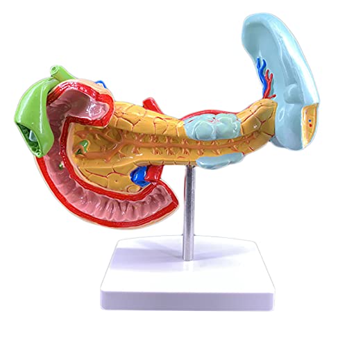 Human Duodenum Model,Human Pancreas Model,Human Spleen Model, Study Model Human Organ Anatomy Model Pancreas, Spleen, Leber, Gallbubble und Duodenum Modell (Pathologie) von LKYLVEE