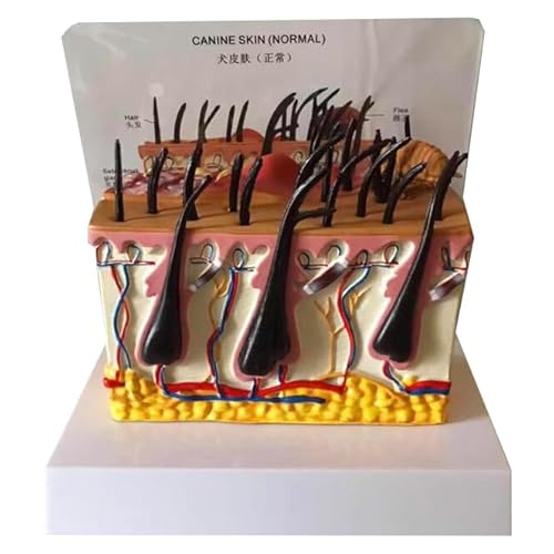 Hundehautkranke Anatomie Modell - Hunde Hund Haut Haar Anatomie Modell - Vergrößerte Kapillaren Haar Nerven und Blutgefäße Modell Hundehautkranke Anatomie Modell - Hunde Hund Haut Haar Anatomie Modell - Vergrößerte Kapillaren Haar Nerven und Blutgefäße Modell von LKYLVEE