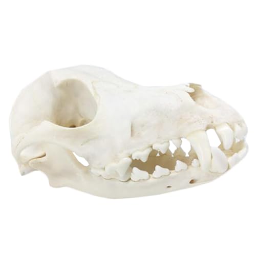 Hundekopf mit Knochenprobe, simuliertes echtes Hunde-Schädel-Modell für Heimdekoration, Kunst-Sammlerstück, wissenschaftliches Lehrspielzeug von LKYLVEE