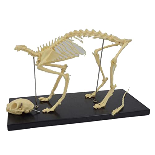Katze Skelett Modell - Tier Skelett Anatomisches Modell - Katze Ganzkörper Knochen Skelett Tier Knochen Modell für Tierärztliche Studie Unterricht Katze Skelett Modell - Tier Skelett Anatomisches Modell - Katze Ganzkörper Knochen Skelett Tier Knochen Modell für Tierärztliche Studie Unterricht von LKYLVEE