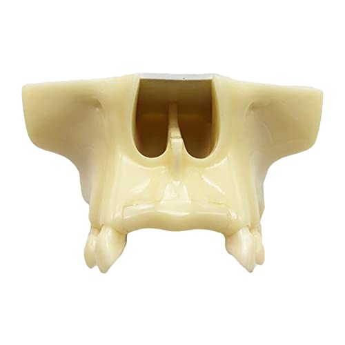 Kieferhöhlenhöhlen-Trainingsmodell, Implantat, Zahnmodell, simuliertes orales Zahnarztpraxis, Implantat-Trainingsmodell, Kieferhöhlen-Hebeübung, Lehrmodell für Studienunterricht (A) von LKYLVEE