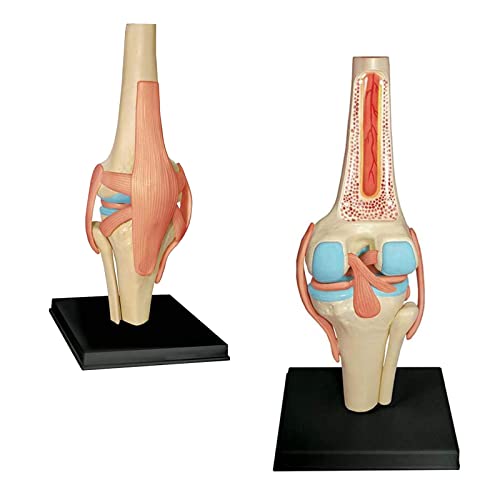 Kniegelenk anatomisches Modell - 19 abnehmbare Teile Medizinisches Lehrmodell - Medizinisches Unterricht anatomisches Kniemodell - für medizinische Bildungsausbildung Kniegelenk anatomisches Modell - 19 abnehmbare Teile Medizinisches Lehrmodell - Medizinisches Unterricht anatomisches Kniemodell - für medizinische Bildungsausbildung von LKYLVEE